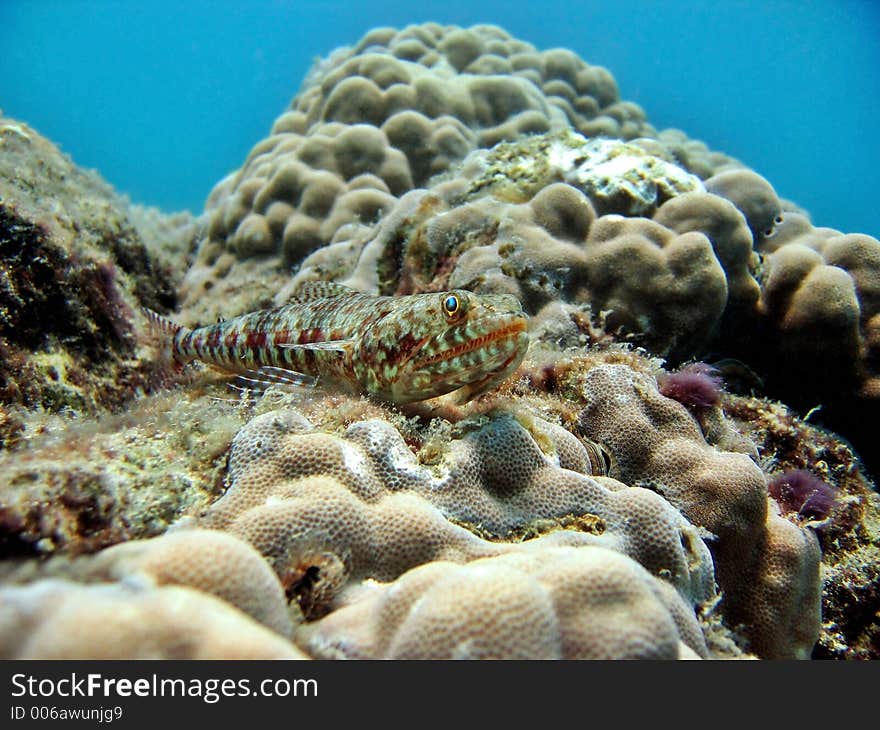 Lizardfish