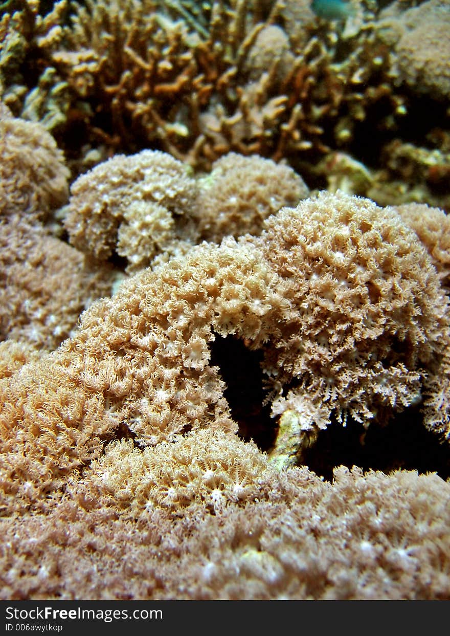 Detail of a softcoral colony. Detail of a softcoral colony