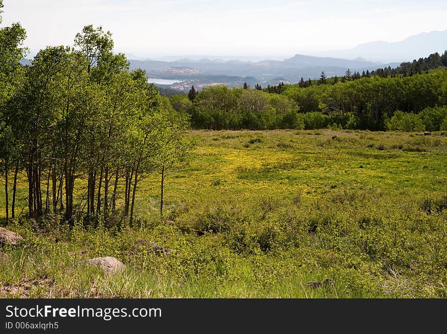 Spring meadow with yellow flowers. Spring meadow with yellow flowers