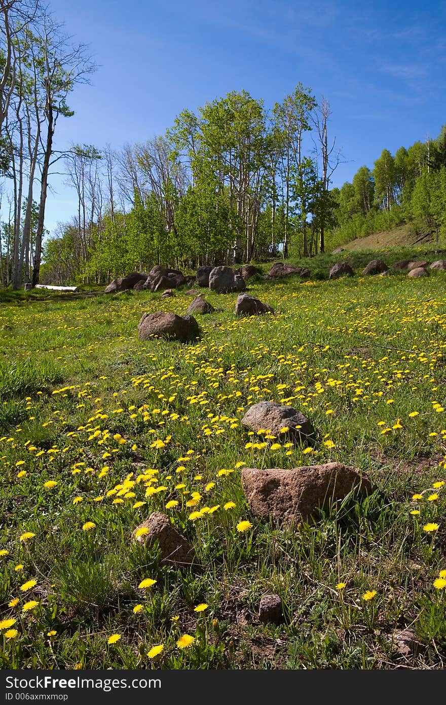 Spring meadow with yellow flowers. Spring meadow with yellow flowers