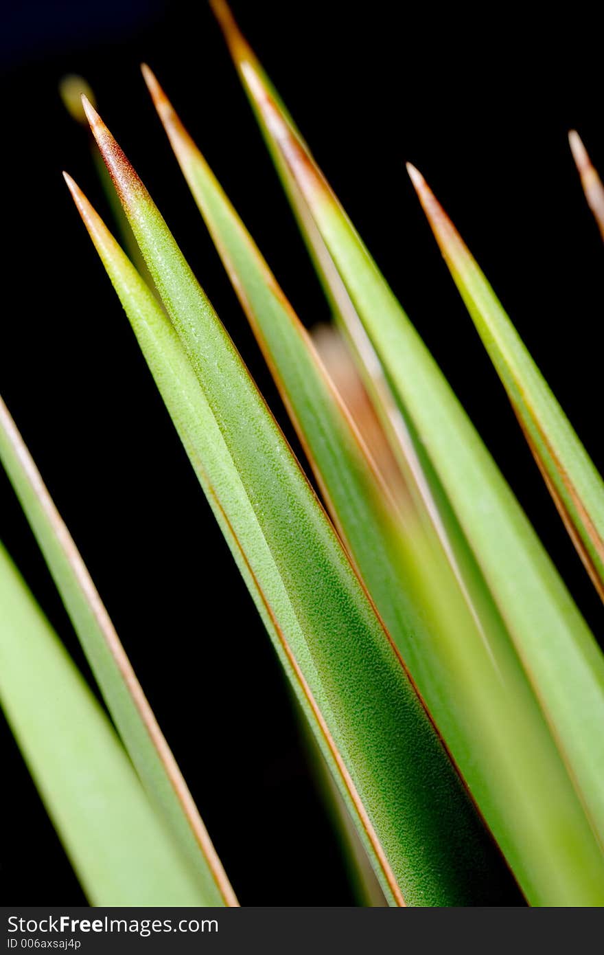 Closeup of tall grass on the desert