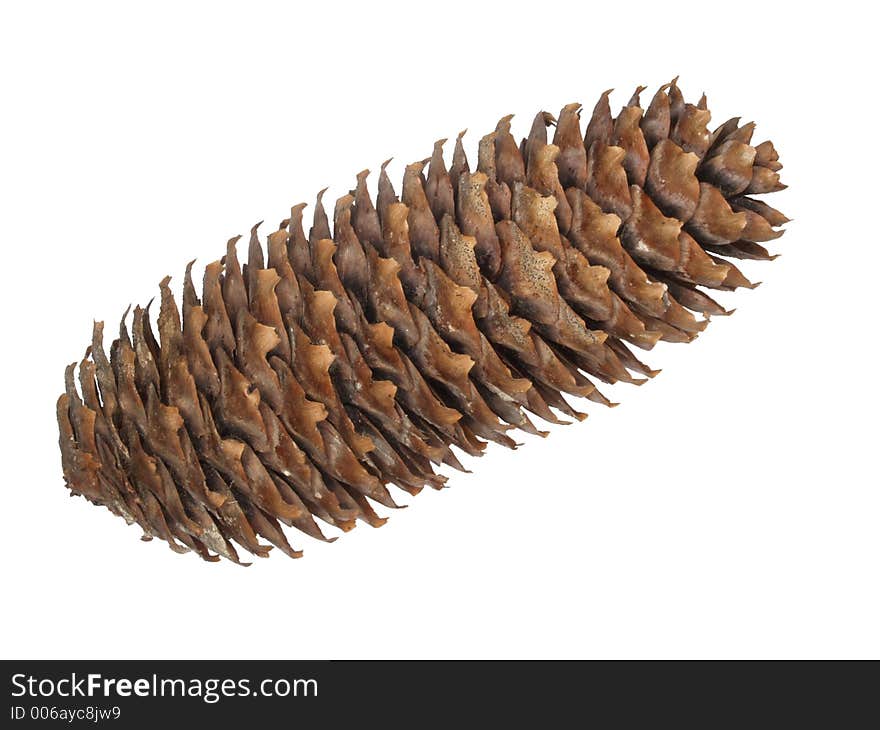 An Old Cone Of A Fir