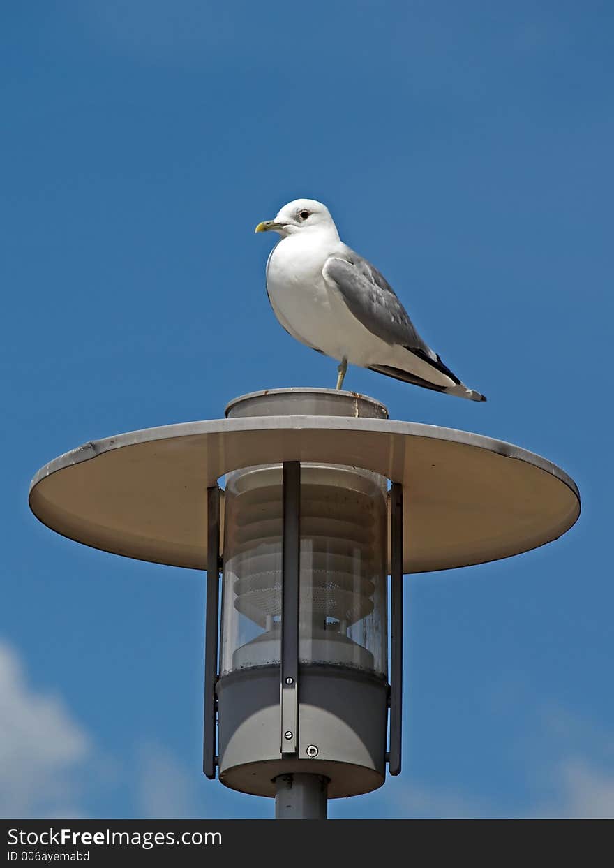 A seagull on electric lamp pole