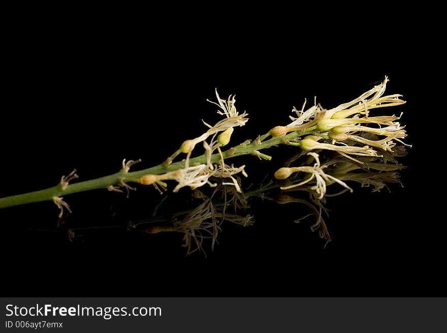 Small white flowers. Small white flowers