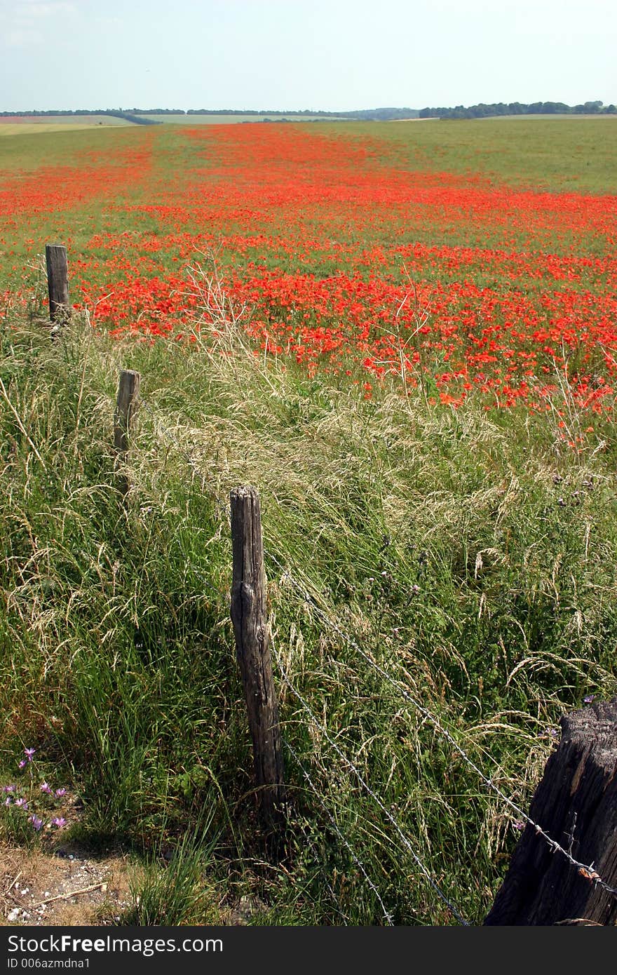 A field of poppies in Wiltshire, barbed wire fence lead-in. A field of poppies in Wiltshire, barbed wire fence lead-in