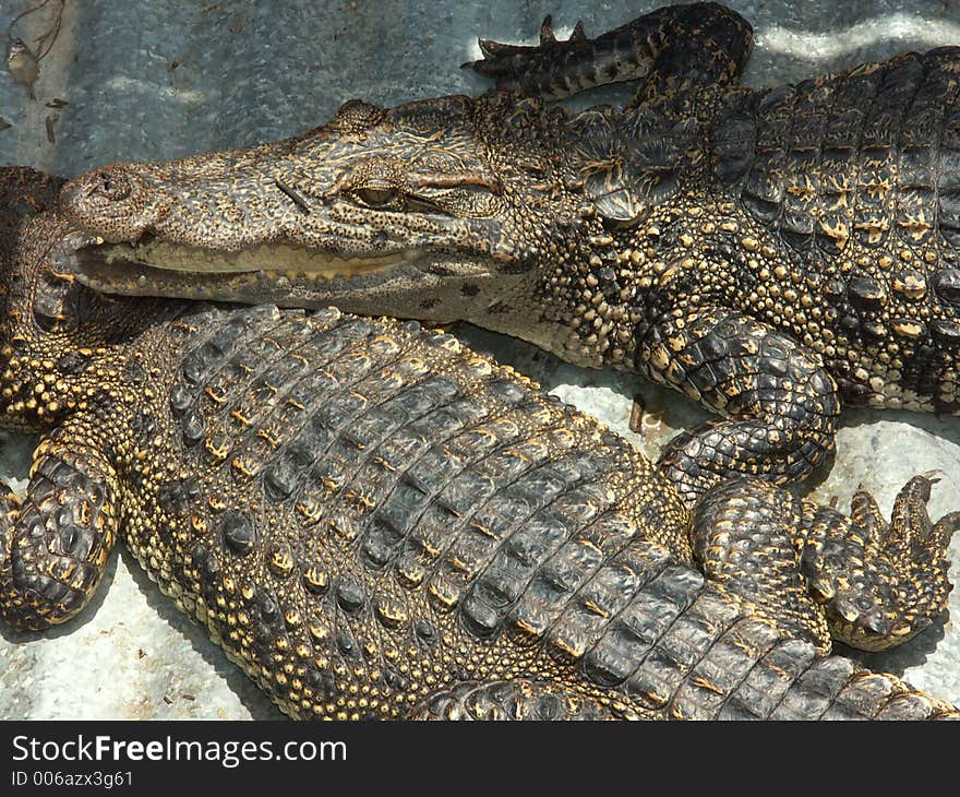 A crocodile in Floating village