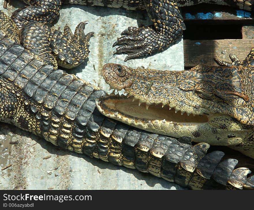 A crocodile in Floating village