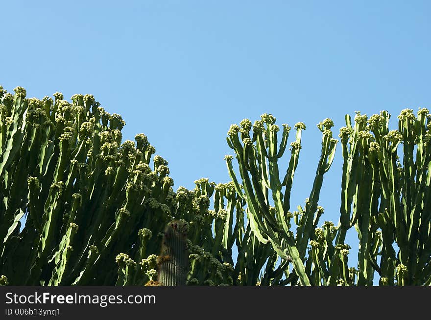 Cactus with blue sky