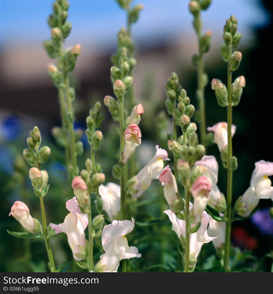 Beautiful Flowers