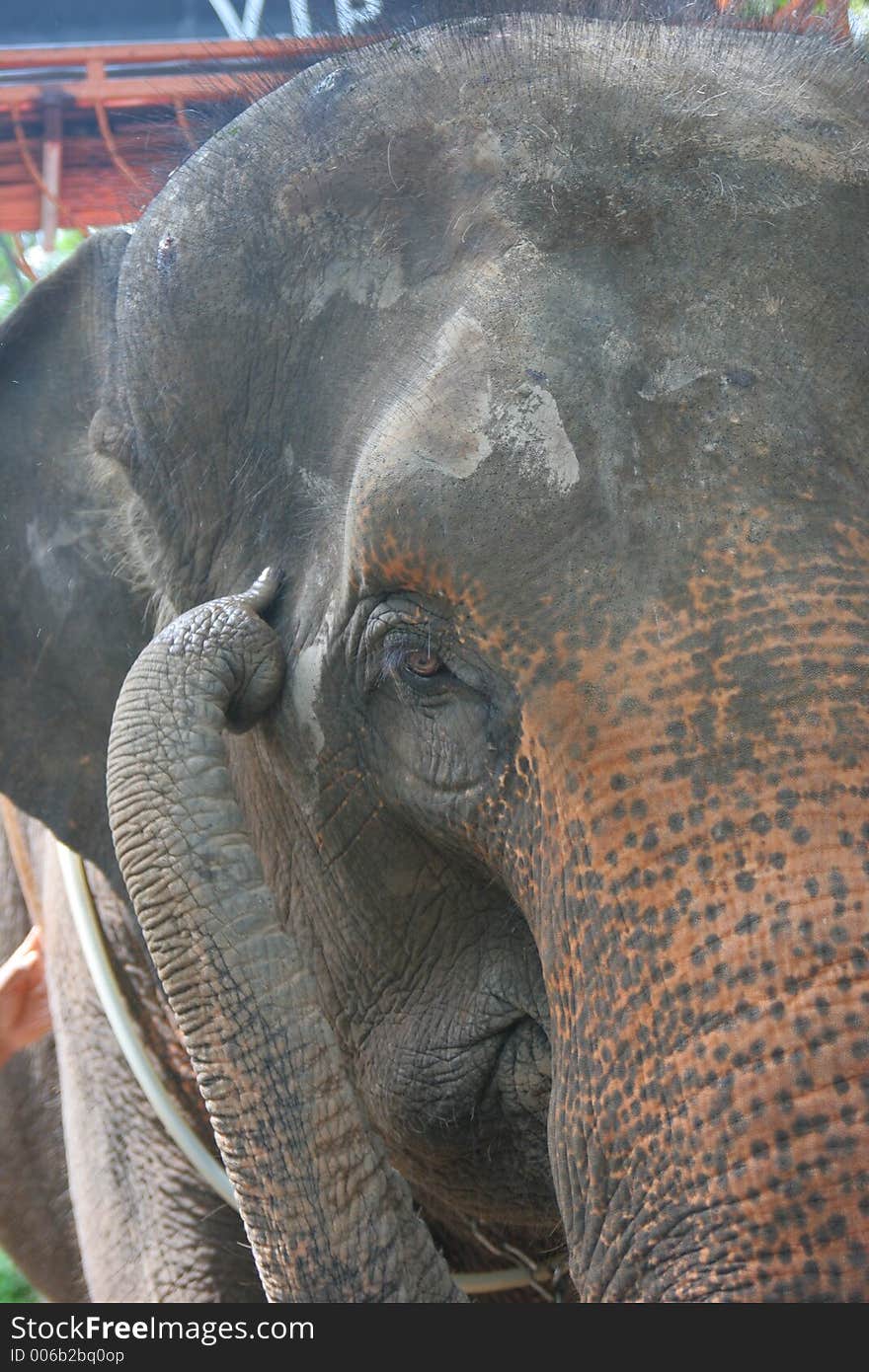 Thai Elephant eye and trunk close up. Thai Elephant eye and trunk close up