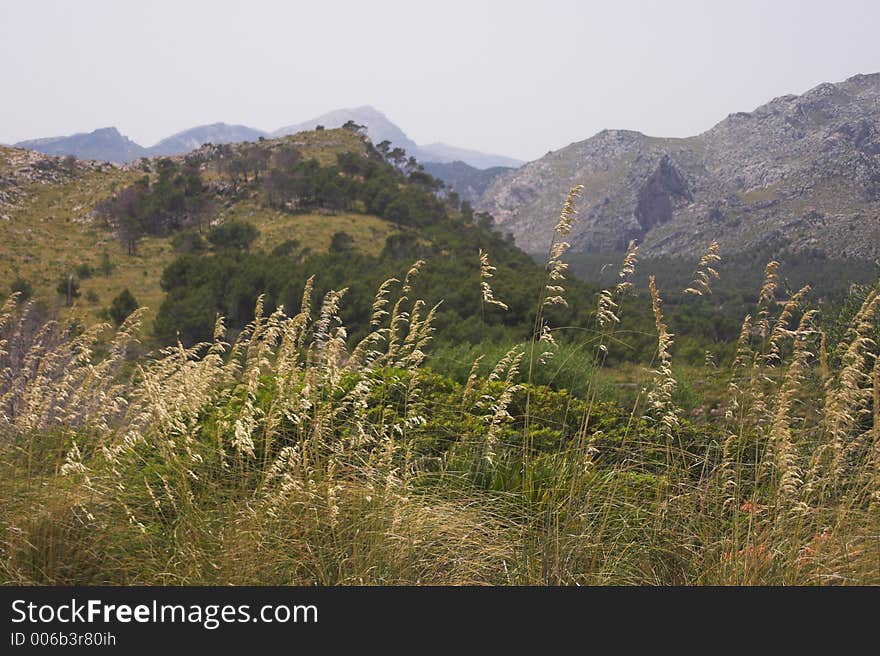 Grasses in forground with mountains in distance. Grasses in forground with mountains in distance