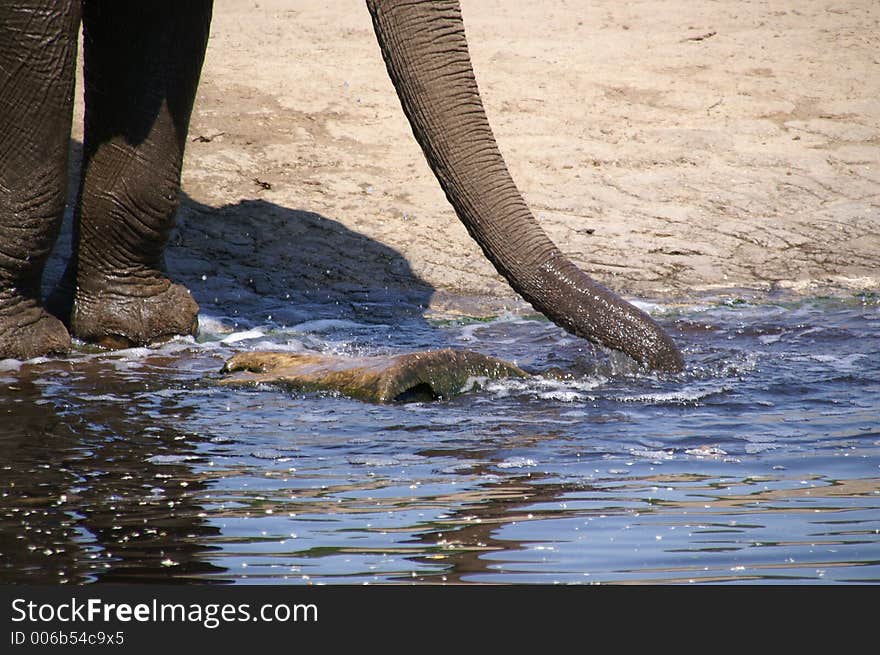 elephant trunk by water hole; zoo berlin; summer 2006. elephant trunk by water hole; zoo berlin; summer 2006