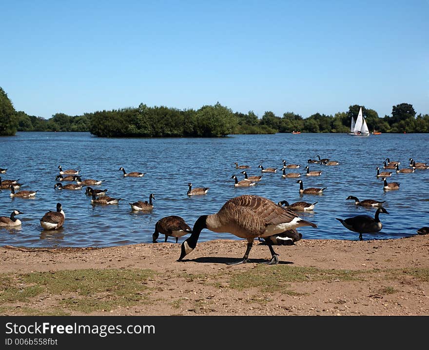 Geese at an english lake in summer, with sailing boat in background. Geese at an english lake in summer, with sailing boat in background.