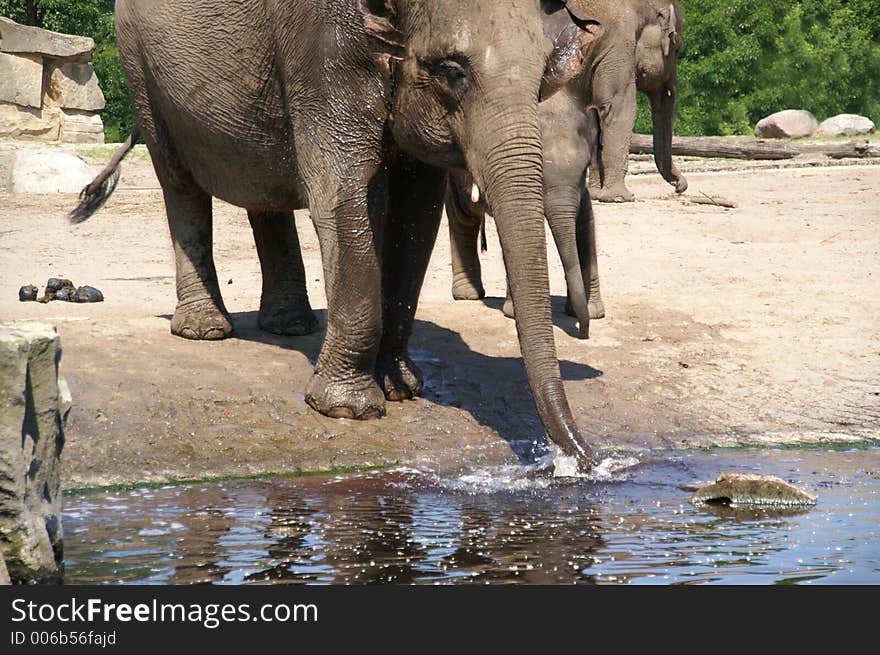 elephant cow with her calf trunk by water hole; zoo berlin; summer 2006. elephant cow with her calf trunk by water hole; zoo berlin; summer 2006