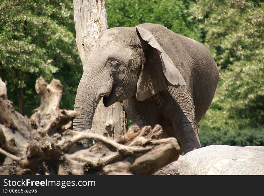 single african elephant by dry tree in zoo of berlin; summer 2006. single african elephant by dry tree in zoo of berlin; summer 2006