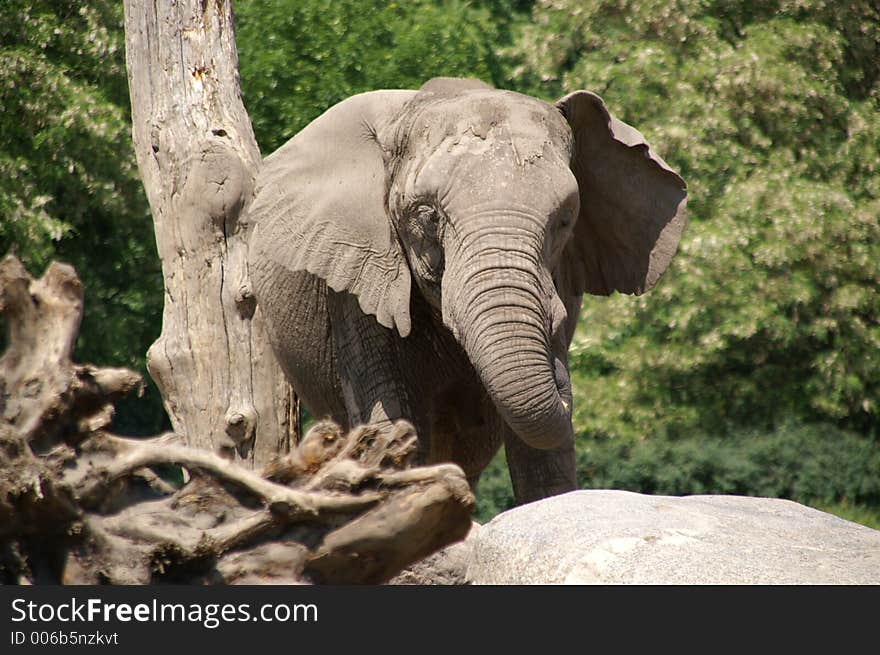 single african elephant by dry tree in zoo of berlin; summer 2006. single african elephant by dry tree in zoo of berlin; summer 2006