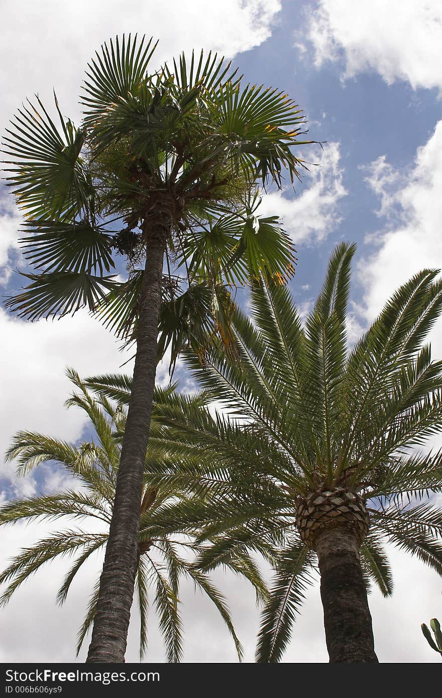 Palm tree leaves against a blue sky with white clouds. Palm tree leaves against a blue sky with white clouds