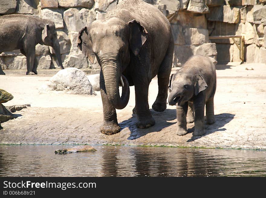 Little newborn elephant baby in zoo berlin learn to drink with his trunk; summer 2006; darling of visitors. Little newborn elephant baby in zoo berlin learn to drink with his trunk; summer 2006; darling of visitors