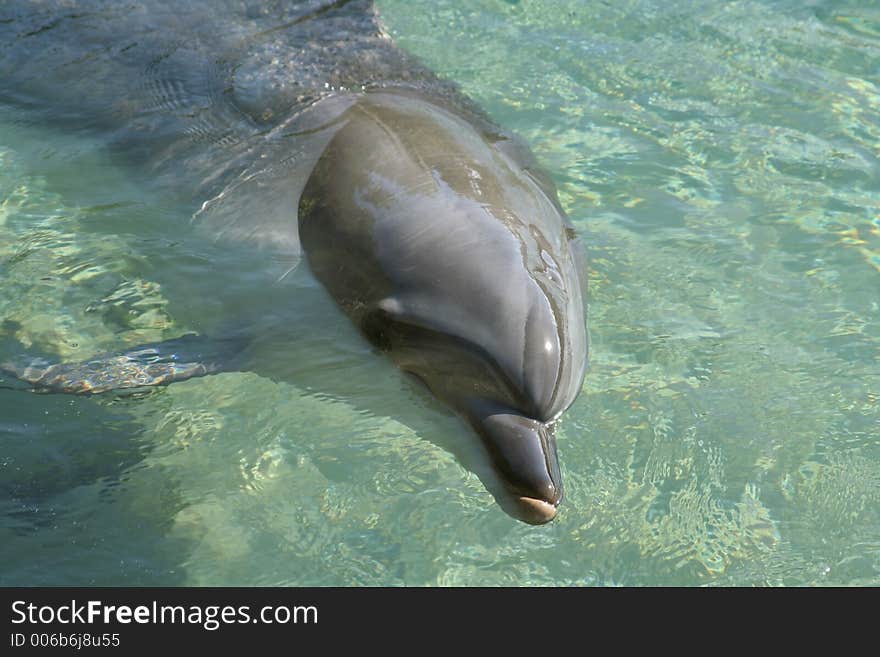 A dolphin swimming in crystal clear water. A dolphin swimming in crystal clear water