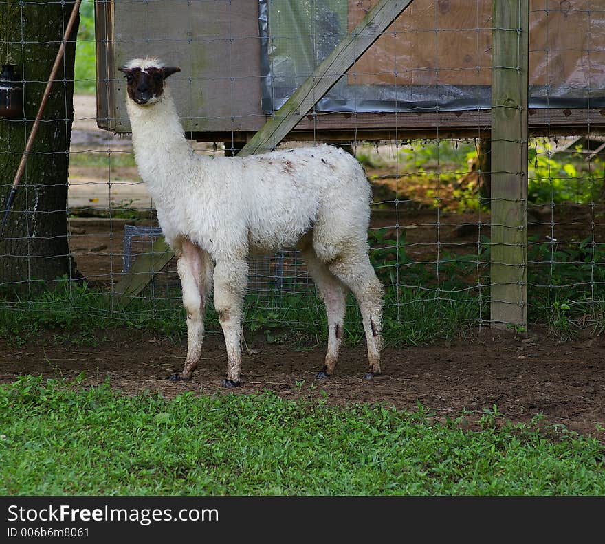 Baby Llama