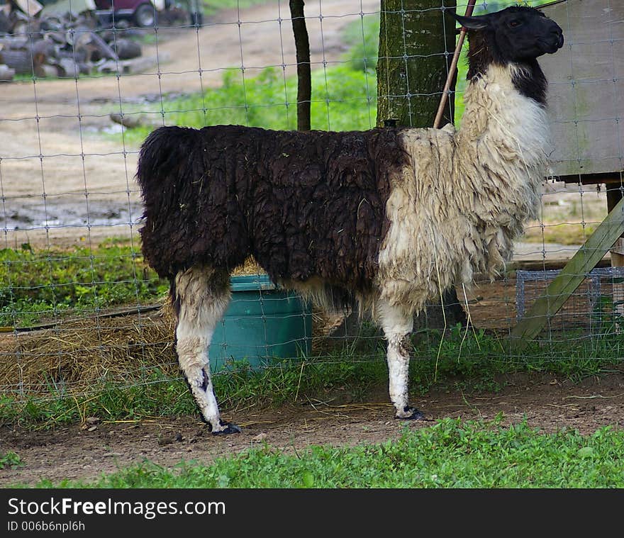 Male Llama