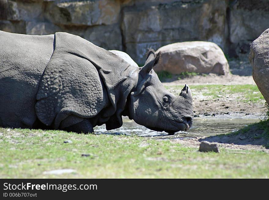 rhinoceros in zoo of berlin / germany. rhinoceros in zoo of berlin / germany