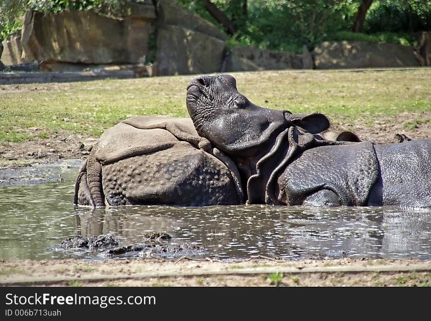 two rhinoceroses in zoo of berlin / germany; so happy. two rhinoceroses in zoo of berlin / germany; so happy