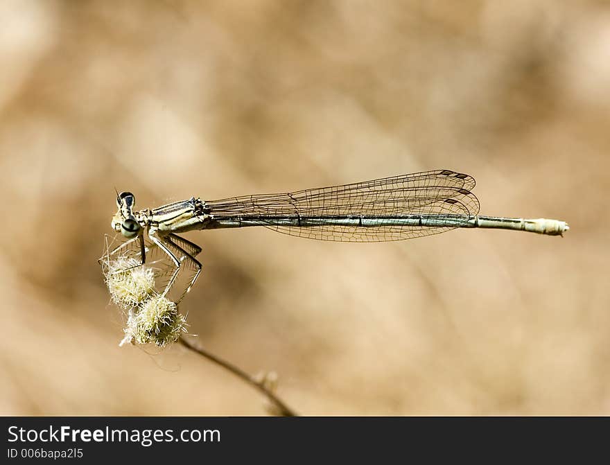 Blue Dragonfly on a branch. Blue Dragonfly on a branch