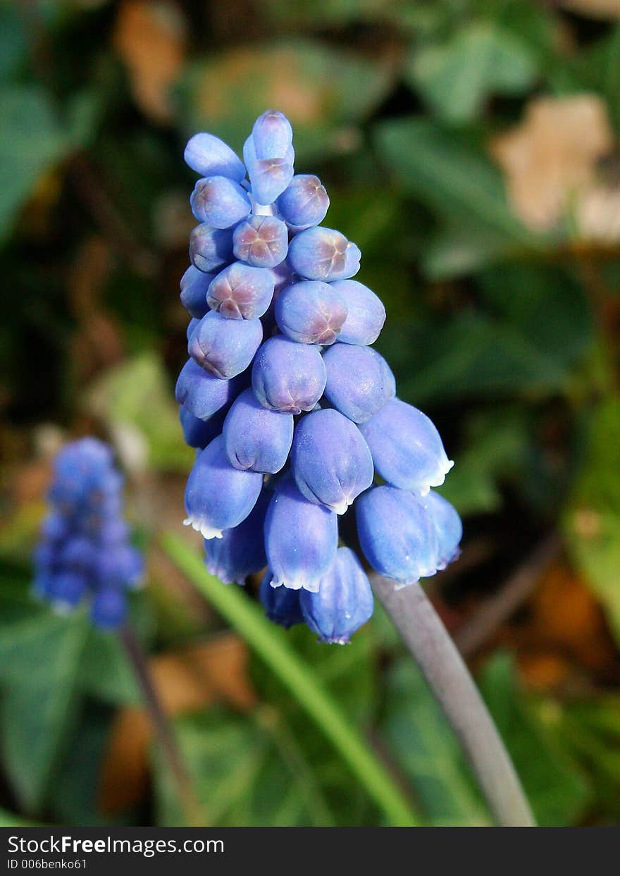 Close-up of spring flower was made in the garden in Czech republic. Close-up of spring flower was made in the garden in Czech republic.