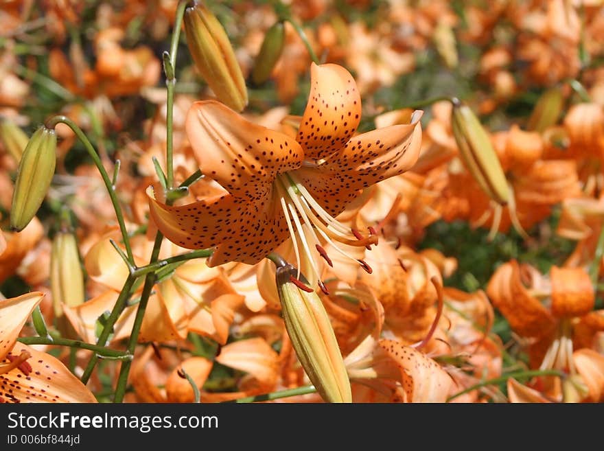 Lilies