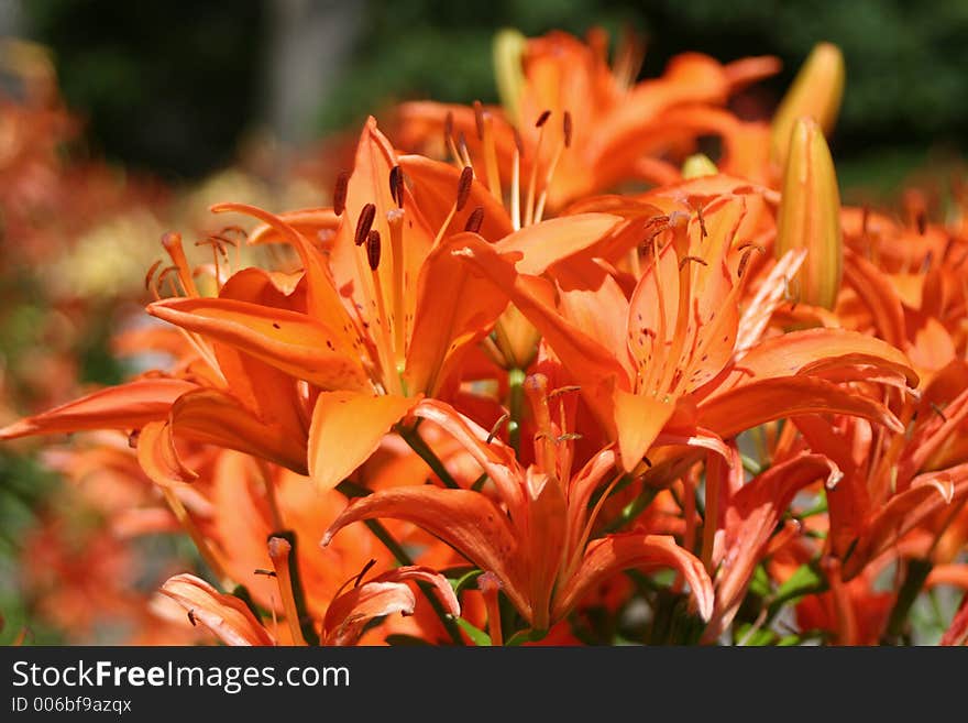 Lilies in the botanical gardens. Lilies in the botanical gardens