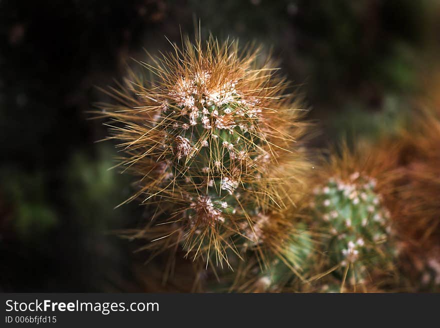 Cactus