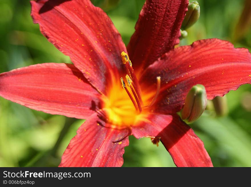 Lily closeup. Lily closeup