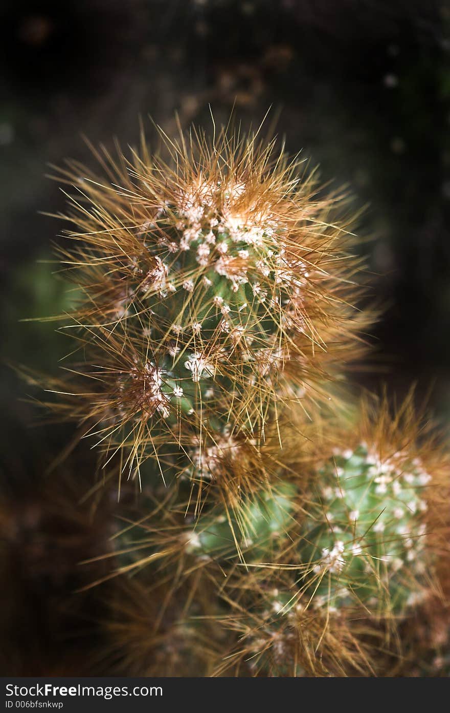 Cactus