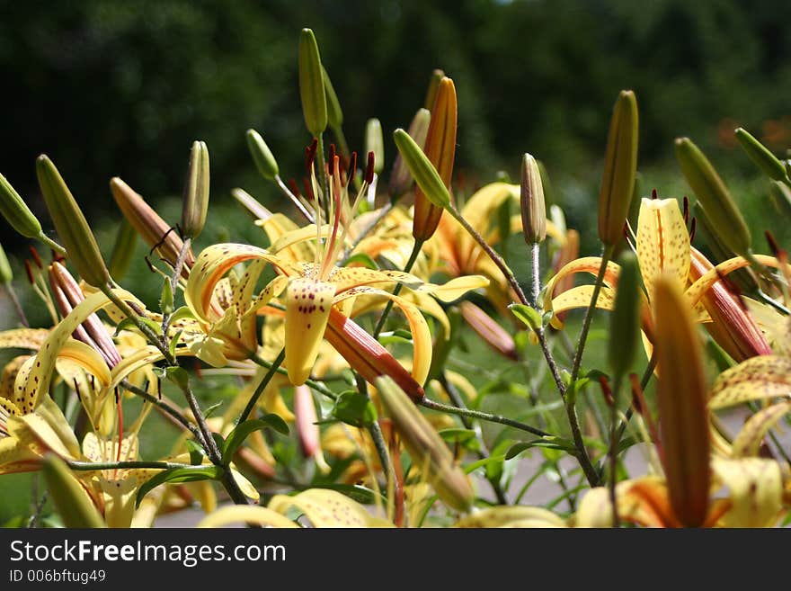 Lilies