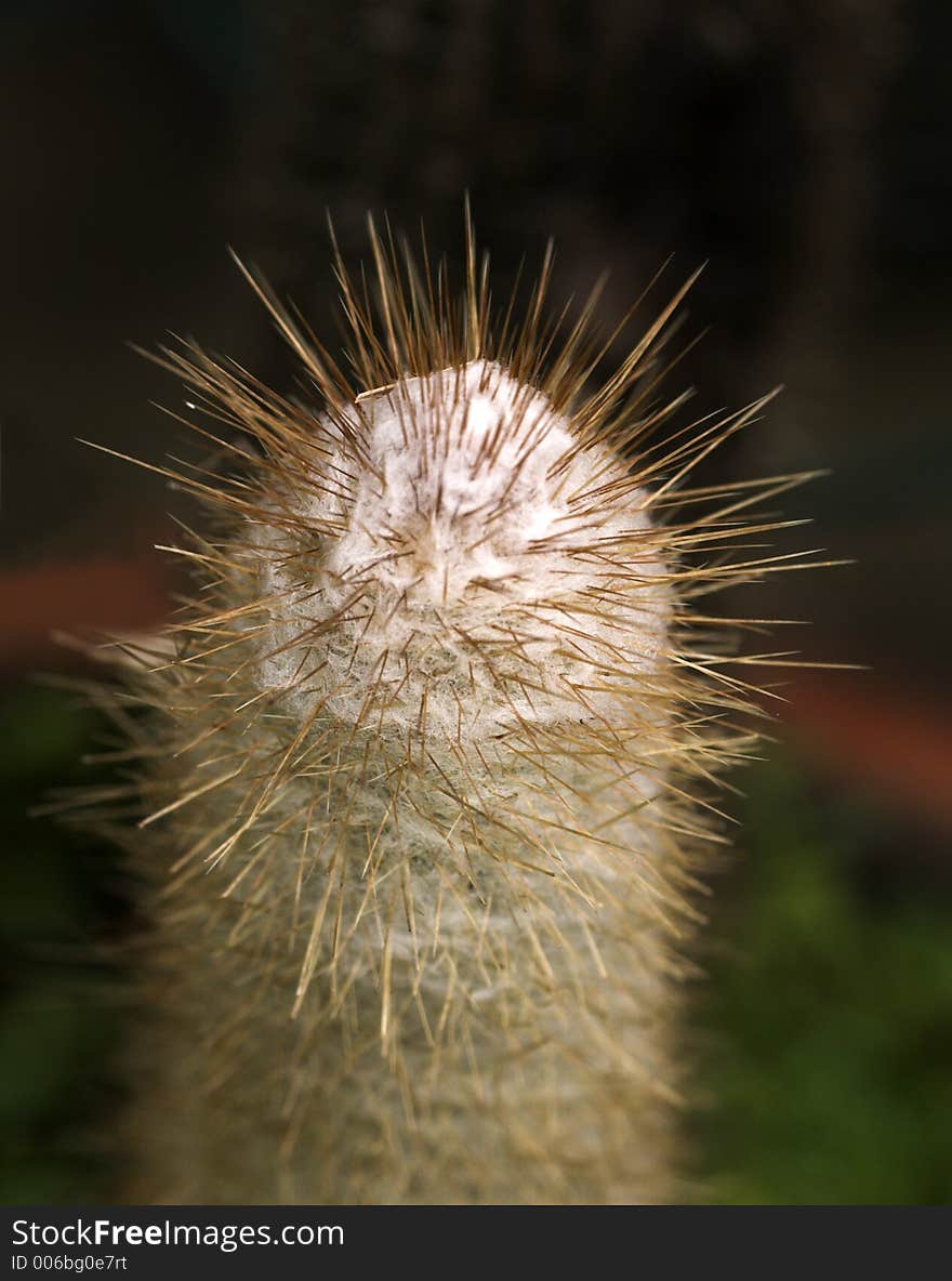 Cactus