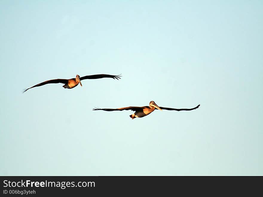 Two brown pelicans in flight