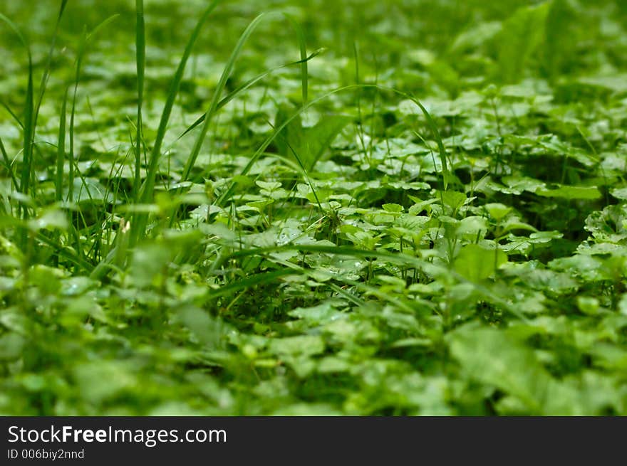 Green juicy grass after rain - low point of view with shallow focus. Green juicy grass after rain - low point of view with shallow focus