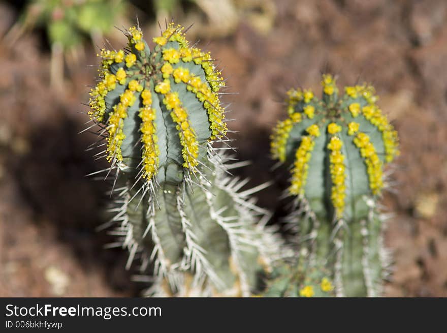 Cactus plant