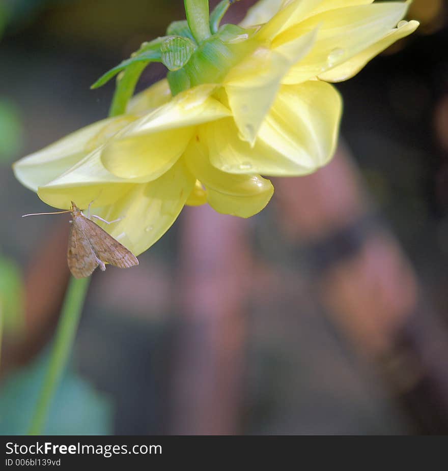 Yellow Dahlia with Moth