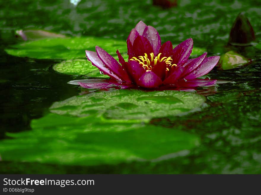 Low perspective shot of a water lily in a pond.