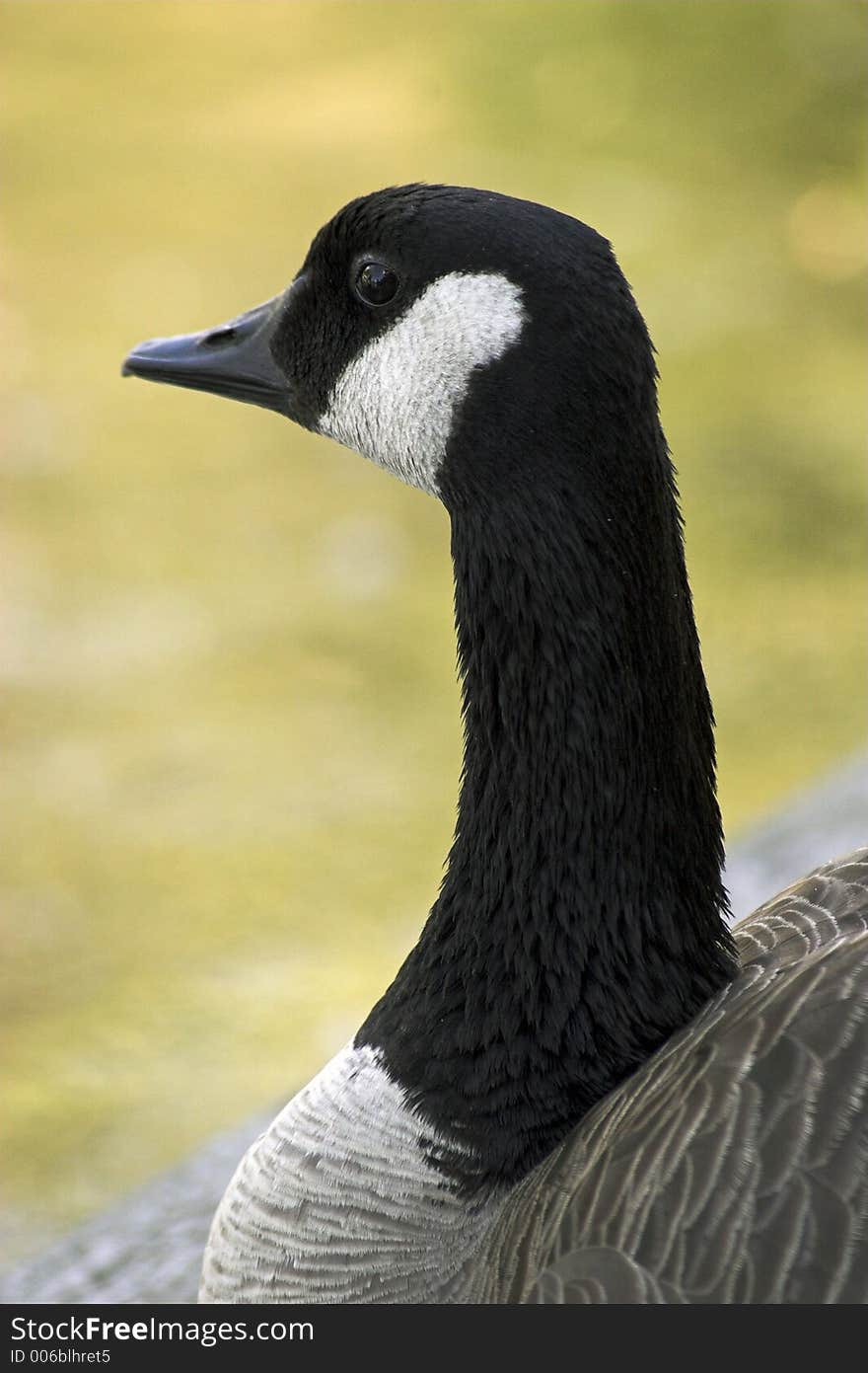 Canadian goose resting at shore. Canadian goose resting at shore.