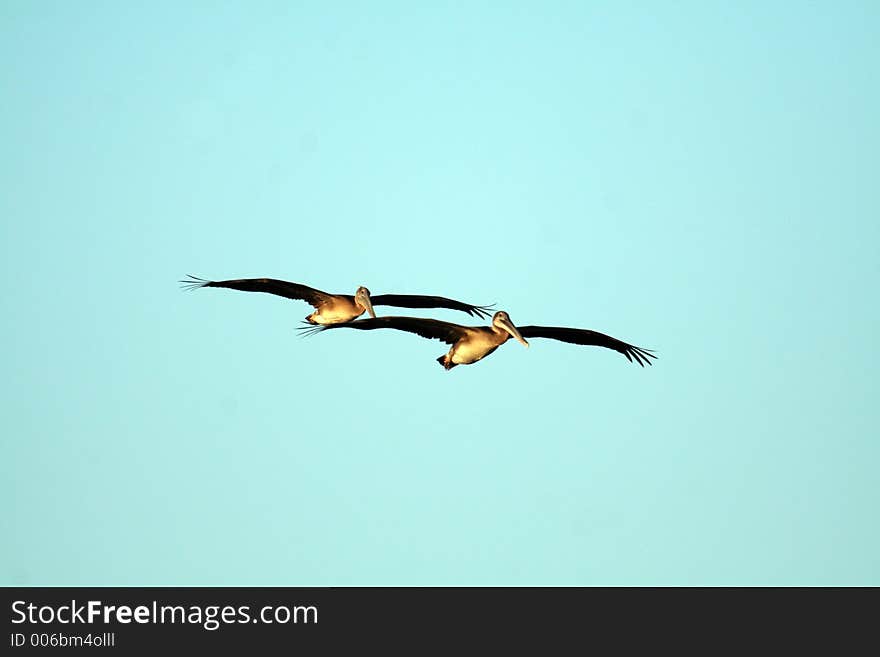 Pelicans Flying