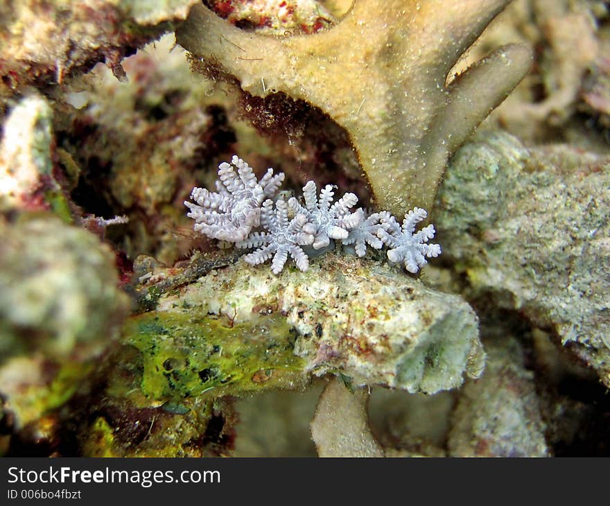 Unique Soft Coral