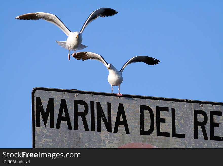 Two seagulls, one landing, the other taking off. Two seagulls, one landing, the other taking off