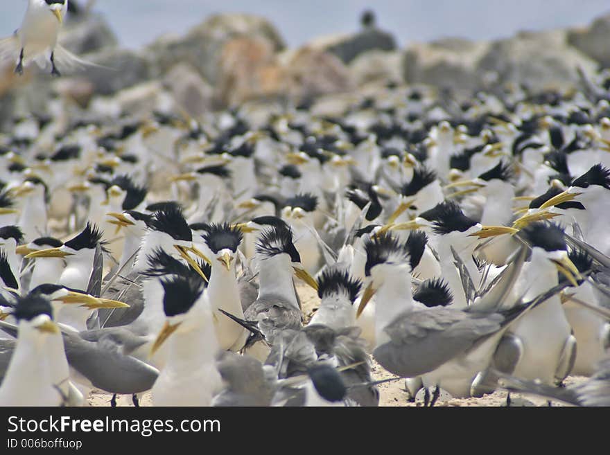 So many sea birds on this beach. So many sea birds on this beach