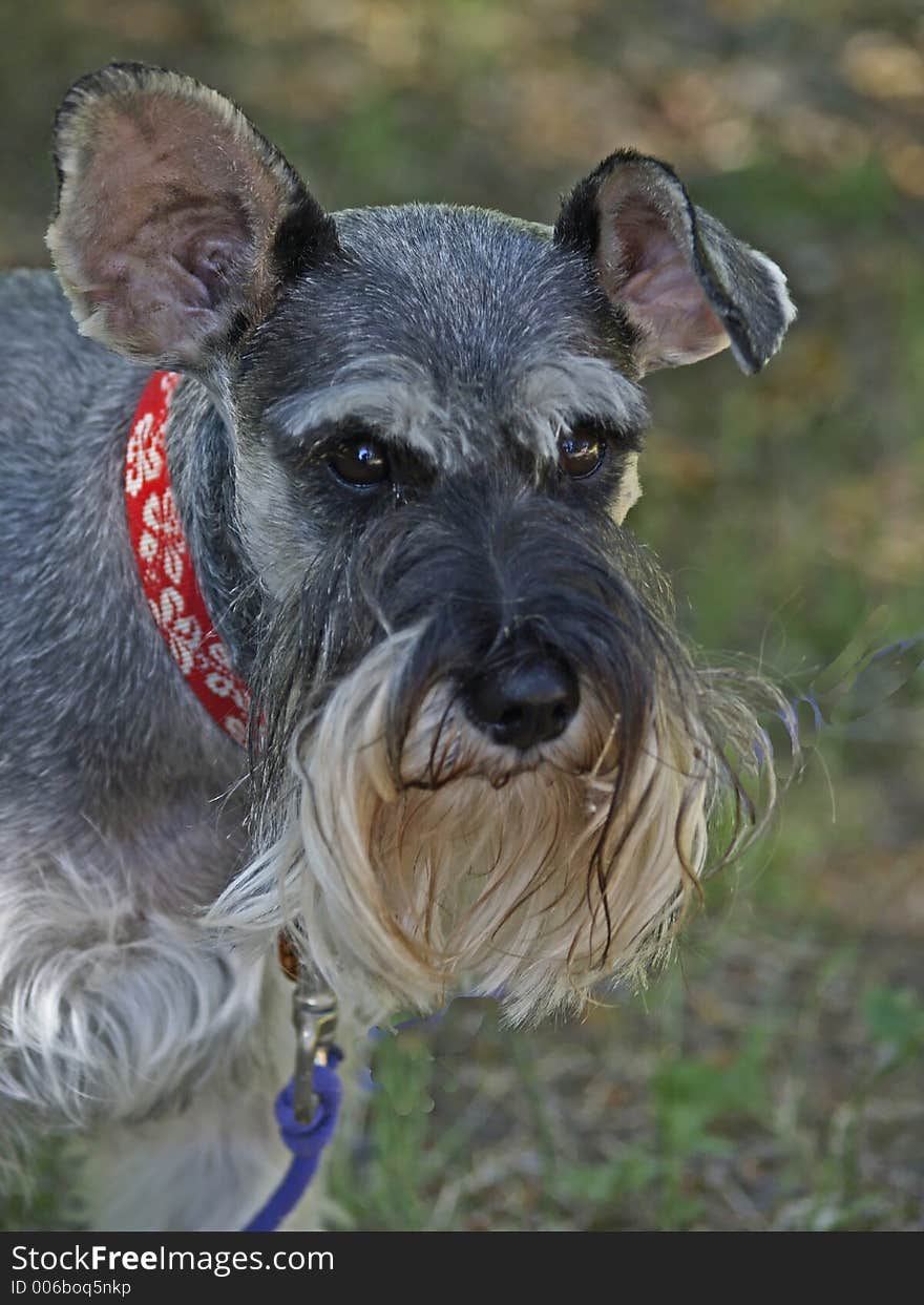 This image of the small dog was taken at a recent family picnic in western MT. This image of the small dog was taken at a recent family picnic in western MT.