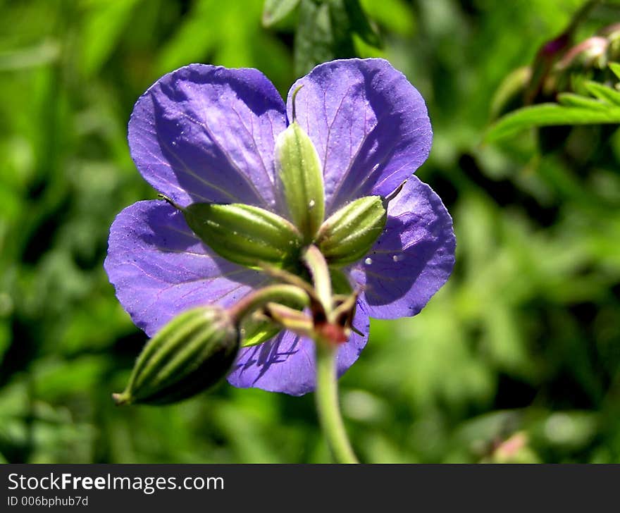 Seen from back in full beauty flower. Seen from back in full beauty flower