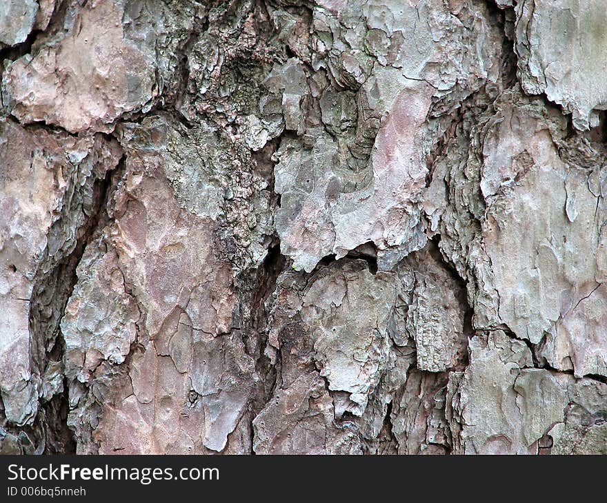 Bark Background