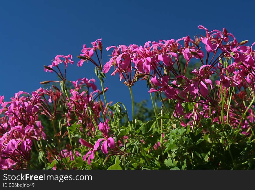 Ivy geraniums against a polarized blue sky.